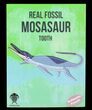 Real Fossil Mosasaur Tooth (Packaged) - Photo 2